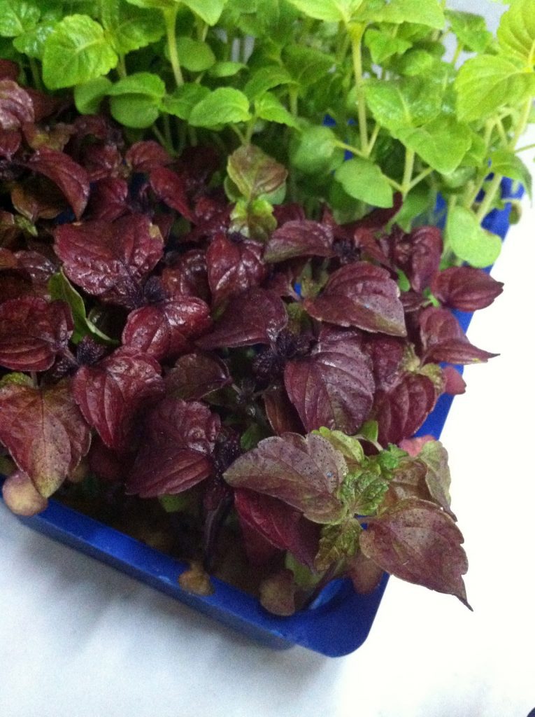 red and green shiso